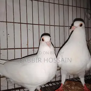 সাদা বাগদাদি হুমা কবুতর