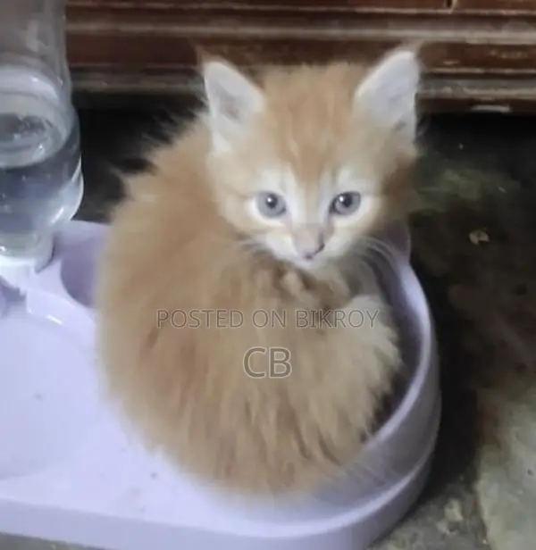 Three Female Kittens for Sale