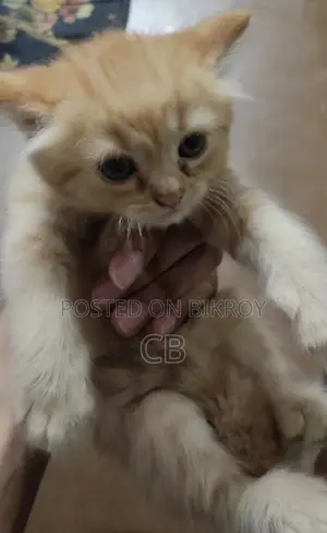 Three Female Kittens for Sale
