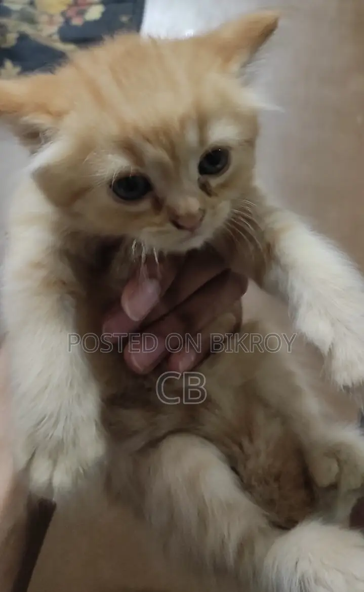 Three Female Kittens for Sale