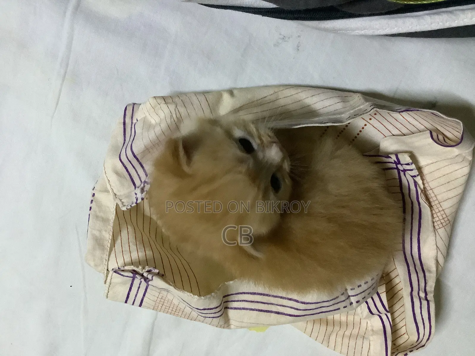 Three Female Kittens for Sale