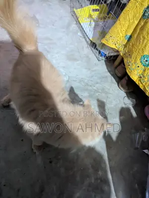 পার্শিয়ান ক্যাট সেল করব মেল দশ মাস বয়স