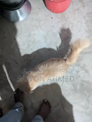 পার্শিয়ান ক্যাট সেল করব মেল দশ মাস বয়স