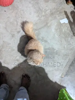 পার্শিয়ান ক্যাট সেল করব মেল দশ মাস বয়স