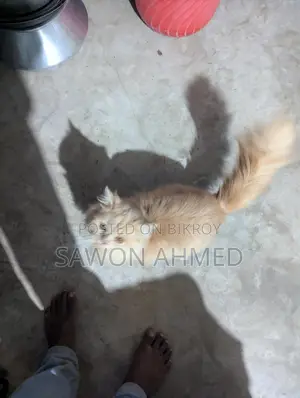 পার্শিয়ান ক্যাট সেল করব মেল দশ মাস বয়স