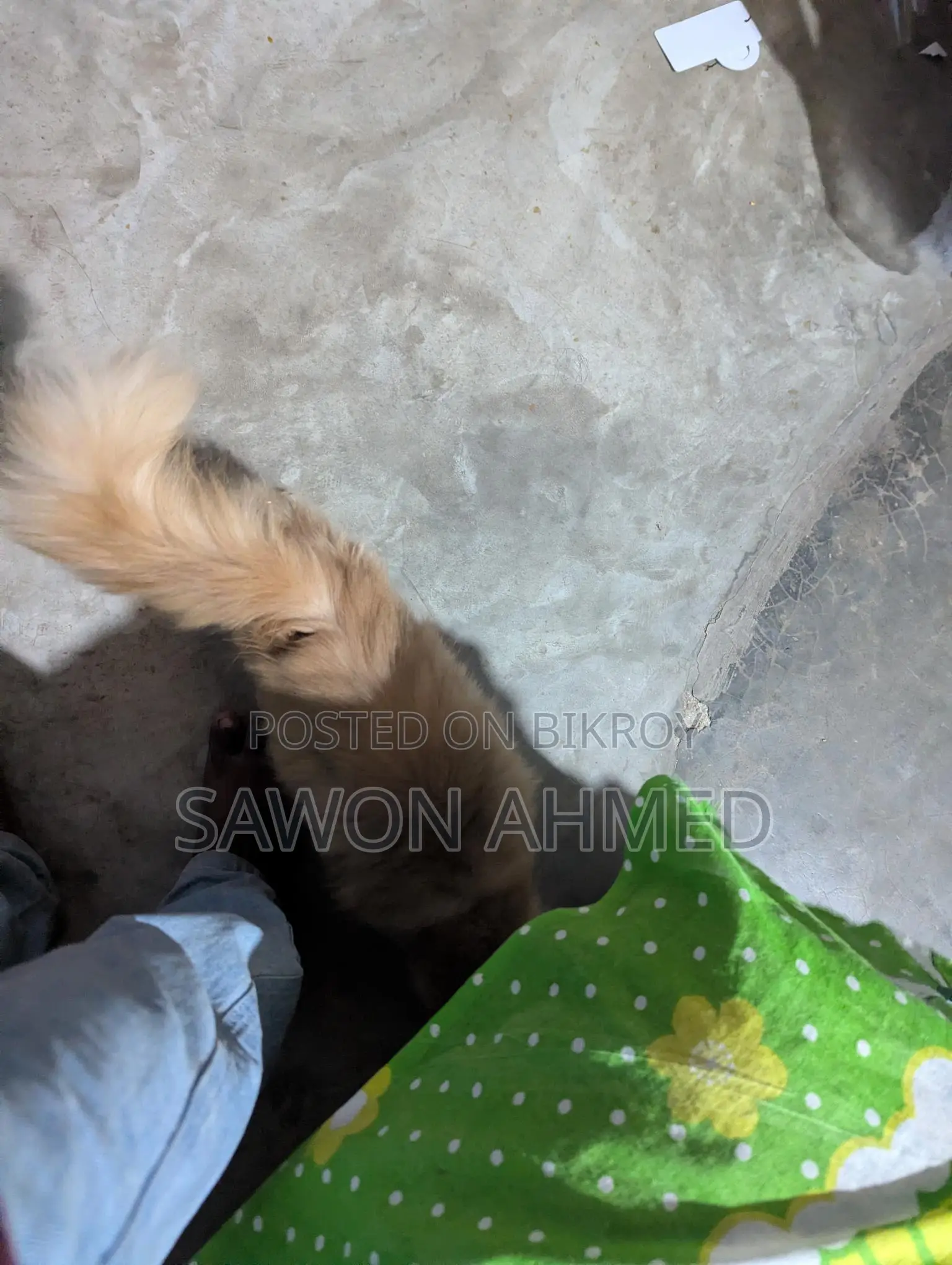 পার্শিয়ান ক্যাট সেল করব মেল দশ মাস বয়স