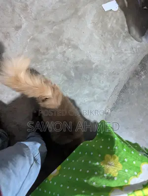 পার্শিয়ান ক্যাট সেল করব মেল দশ মাস বয়স