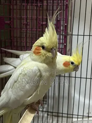 Cockatiel Pakhi