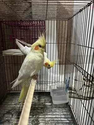 Cockatiel Pakhi