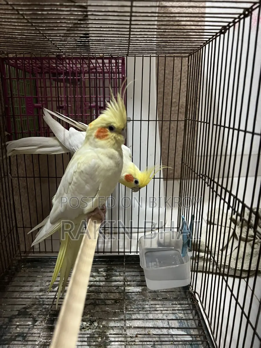 Cockatiel Pakhi