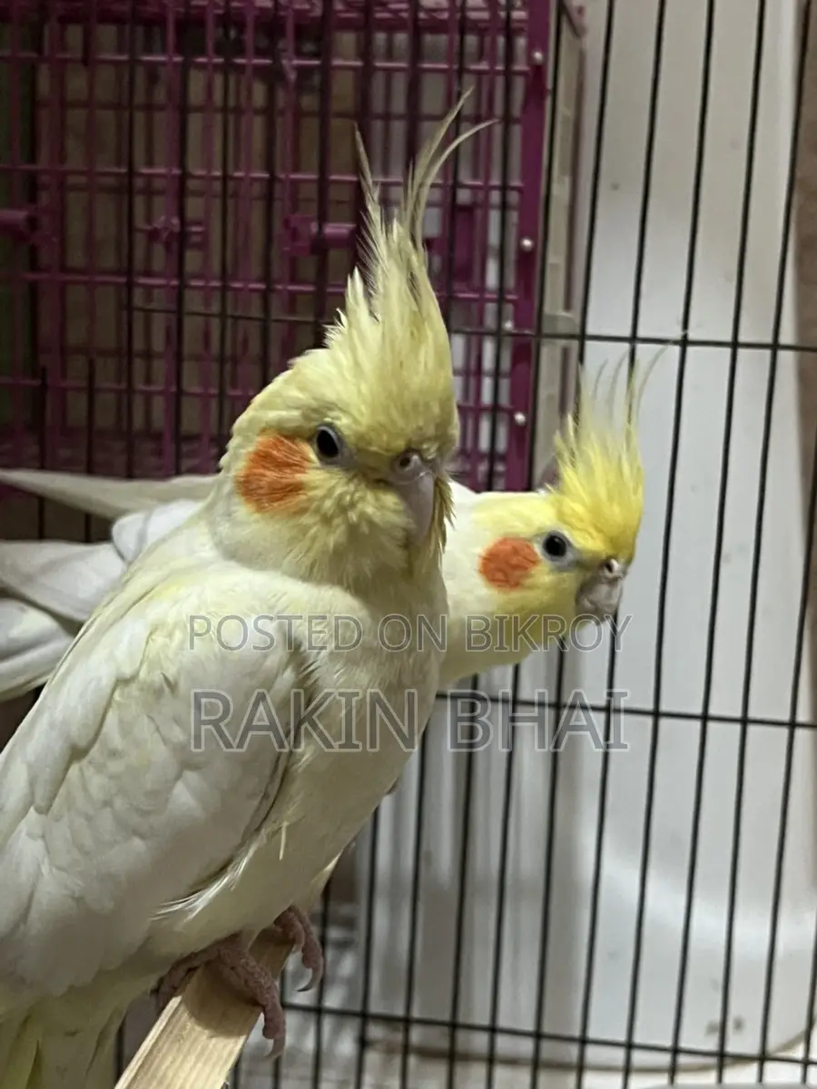 Cockatiel Pakhi