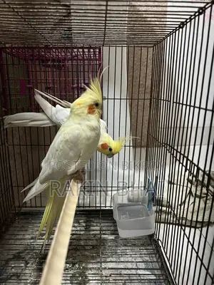 Cockatiel Pakhi
