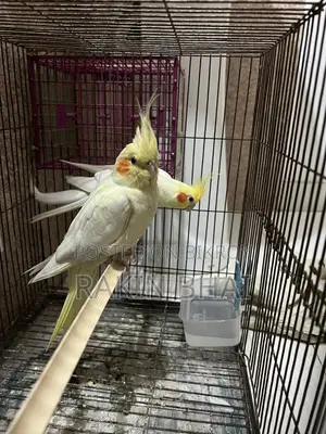 Cockatiel Pakhi