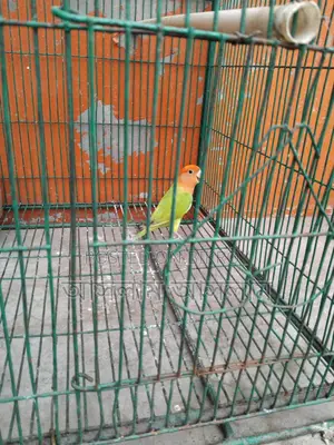 Orange Head Love Bird Female