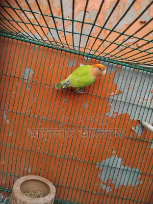 Orange Head Love Bird Female