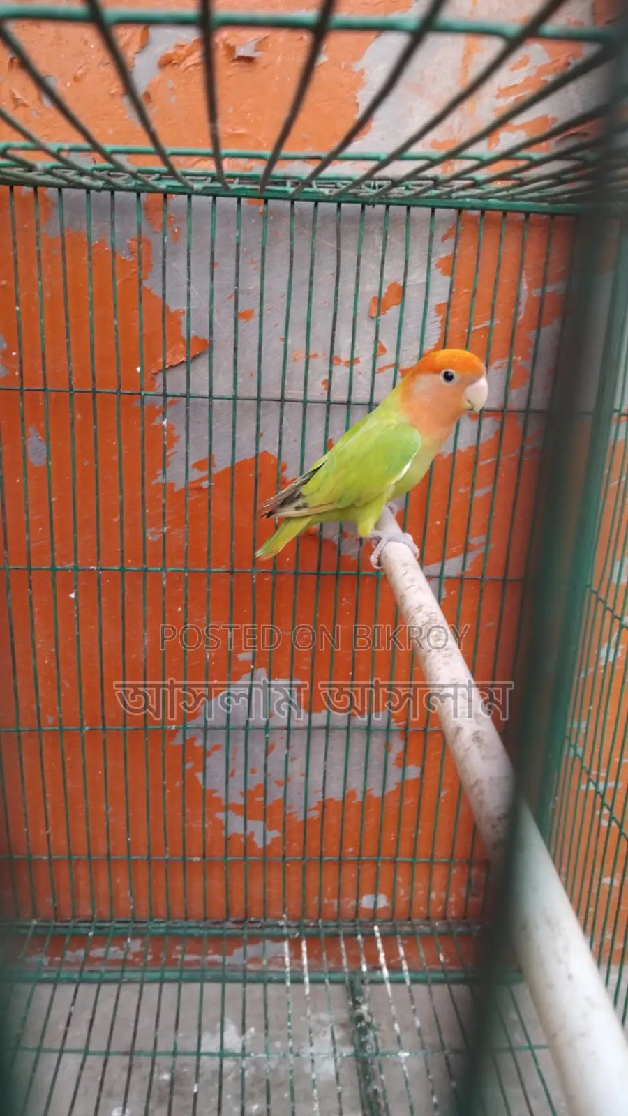 Orange Head Love Bird Female