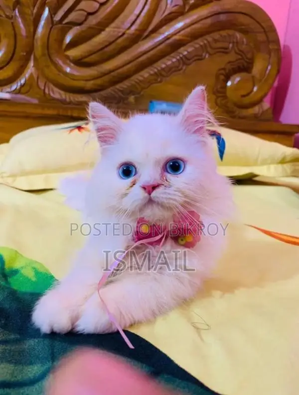 Persian Cat