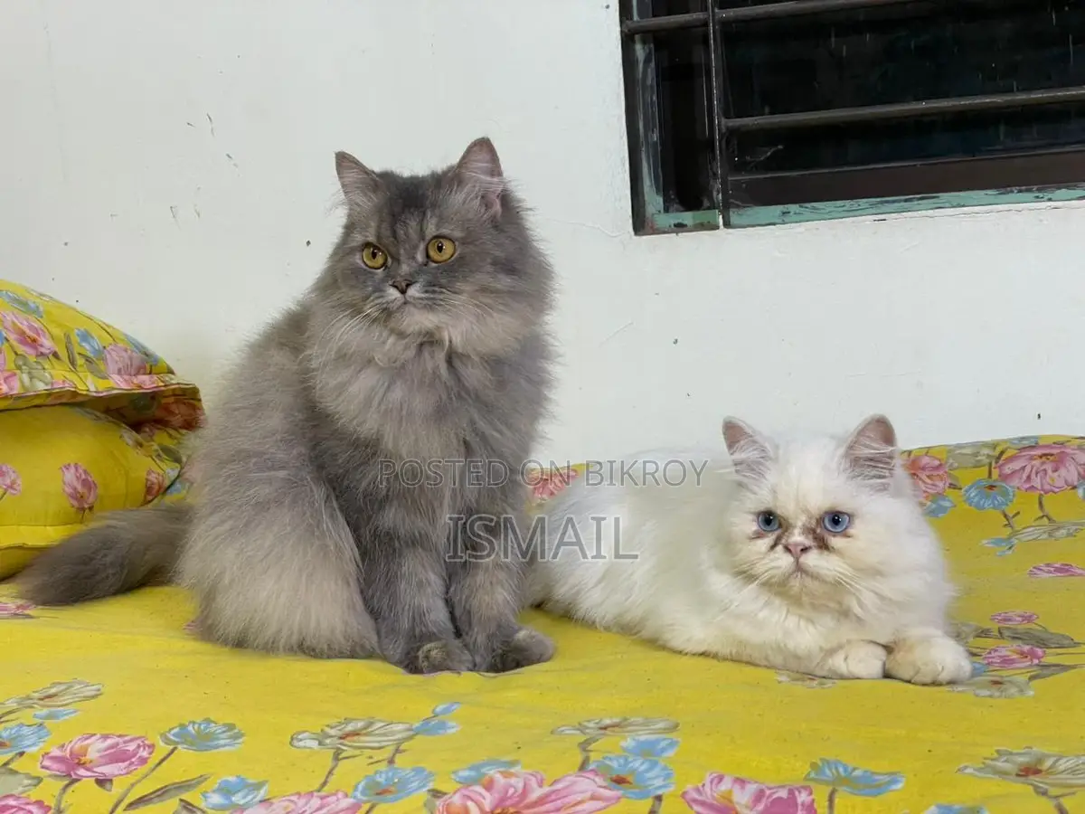 Persian Cat