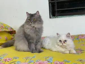 Persian Cat