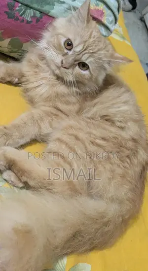 Persian Cat