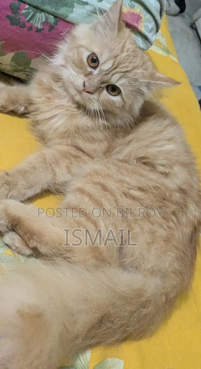 Persian Cat