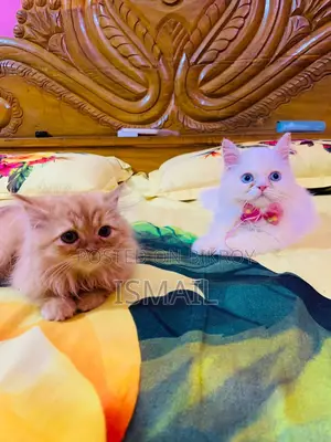 Persian Cat