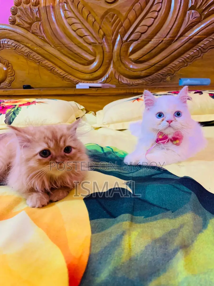 Persian Cat