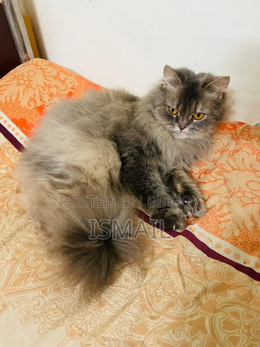 Persian Cat
