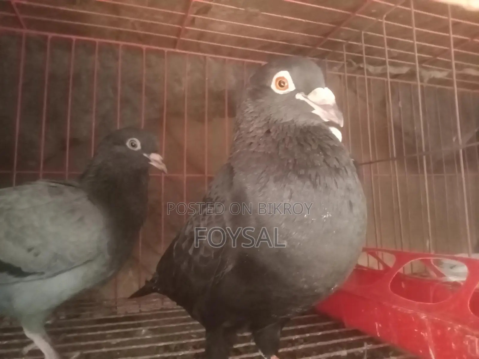 Pigeons for Urgent Sale
