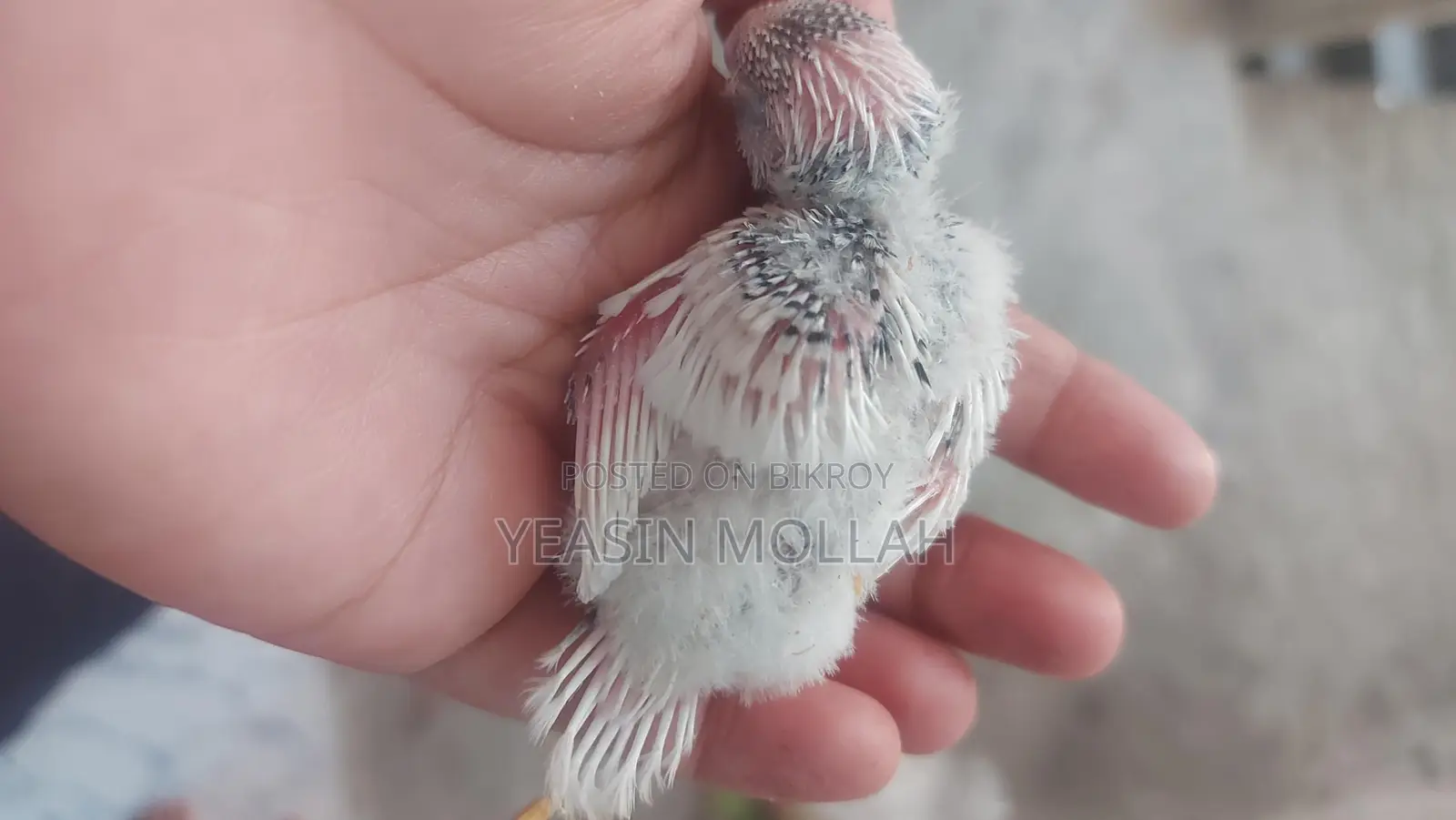 Budgie Birds