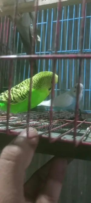Bird for Sale
