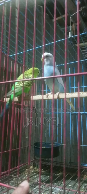 Bird for Sale