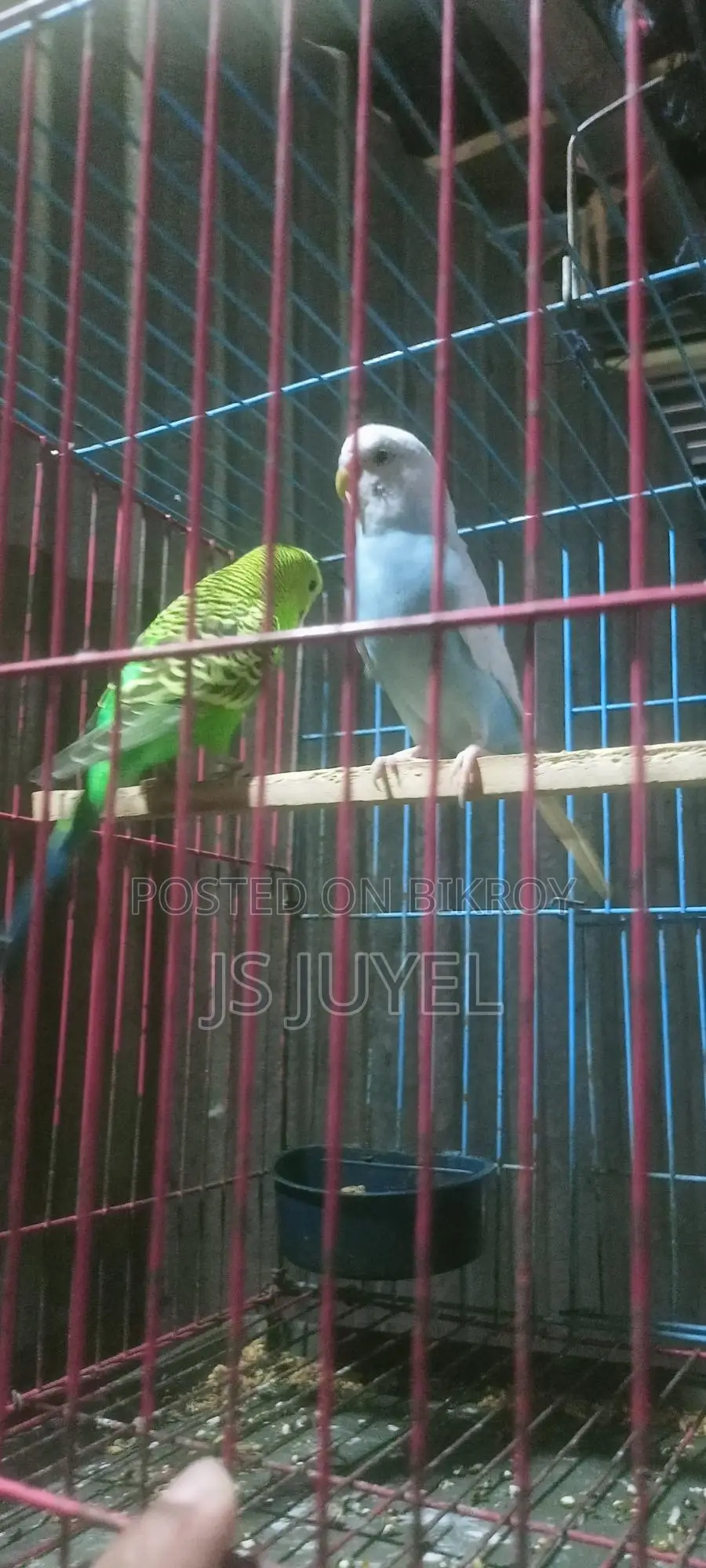 Bird for Sale