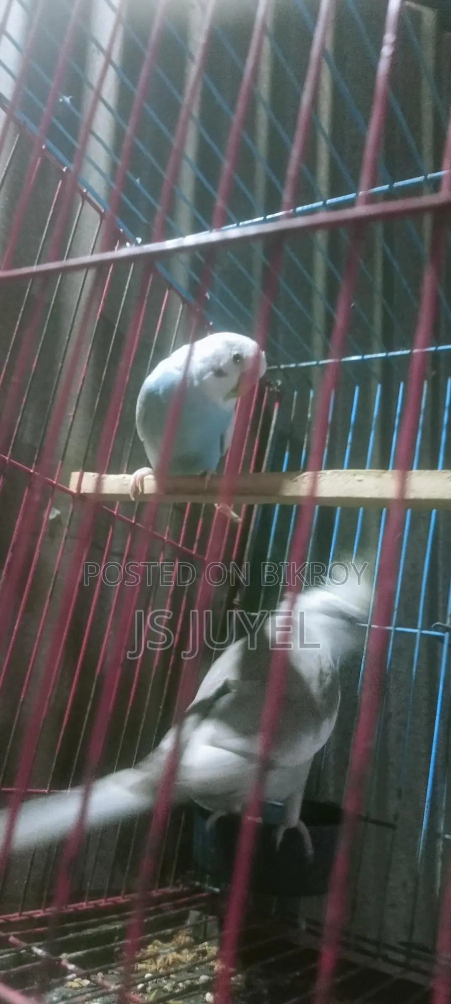 Bird for Sale