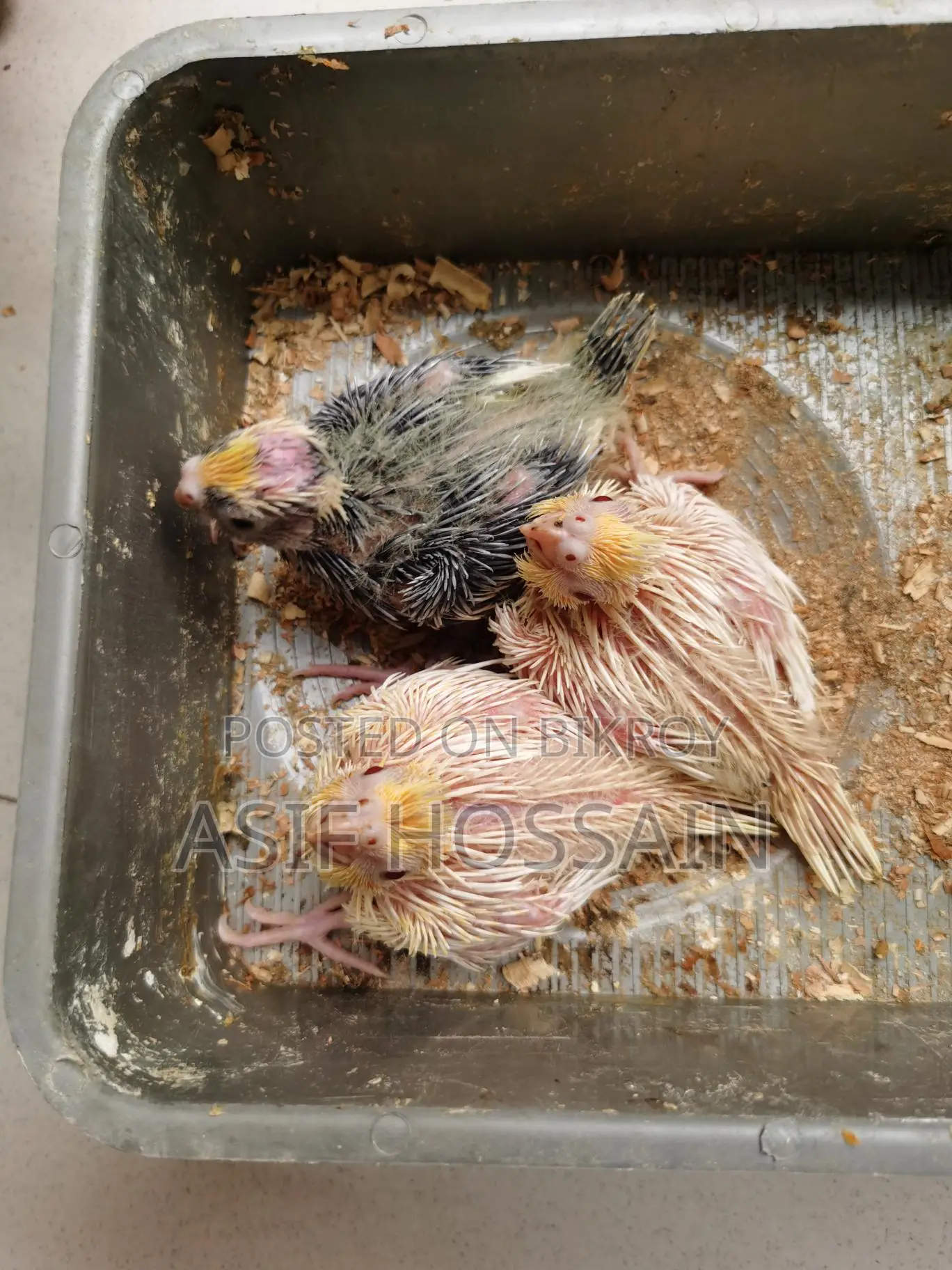 টেম সাইজ ককাটেল বেবি