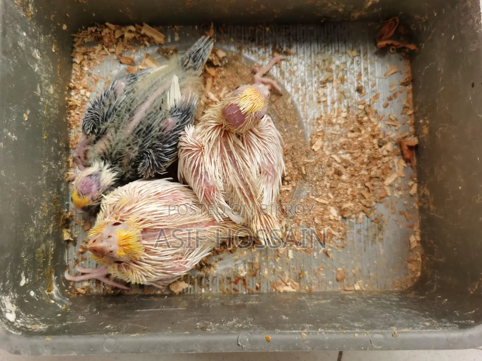 টেম সাইজ ককাটেল বেবি