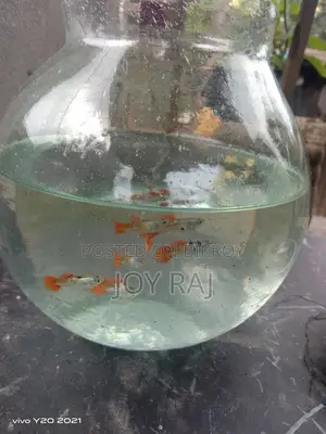 গাপ্পি মাছ