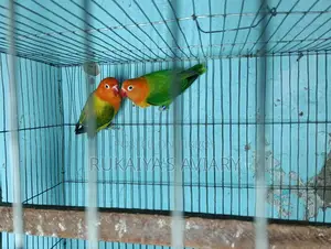Green Opaline DNA Pair