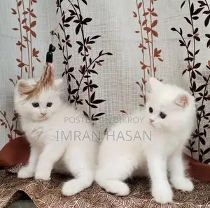 Two Persian Kittens