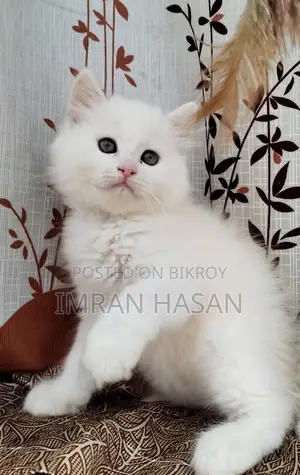 Two Persian Kittens