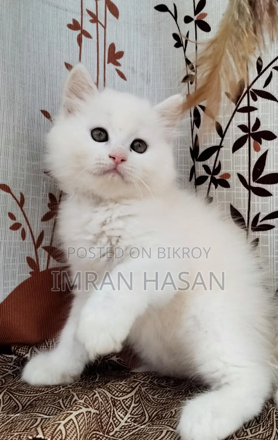 Two Persian Kittens