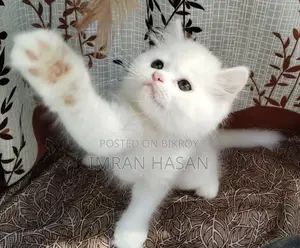 Two Persian Kittens