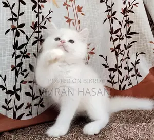 Two Persian Kittens