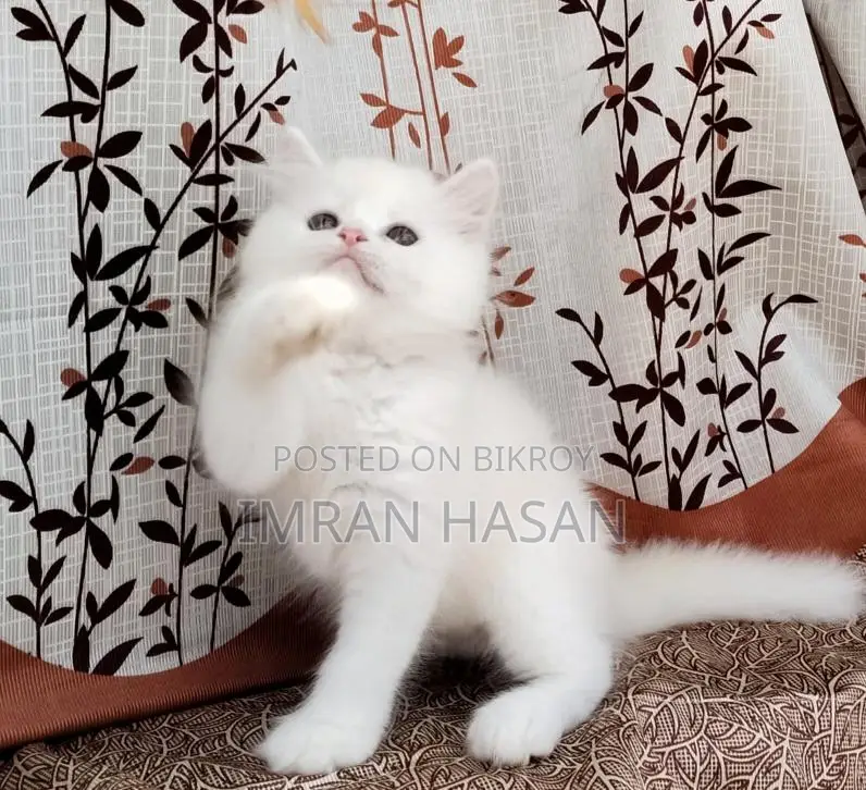 Two Persian Kittens