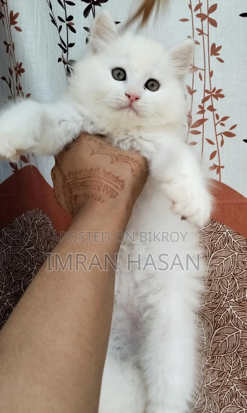 Two Persian Kittens
