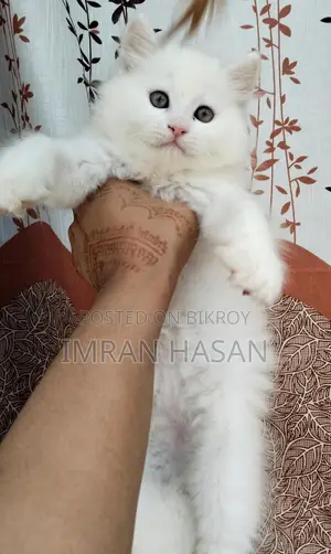Two Persian Kittens
