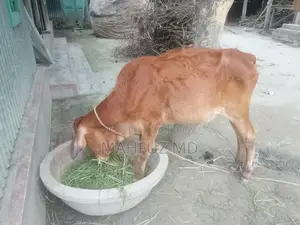 দেশি শিল্পী বাছুর