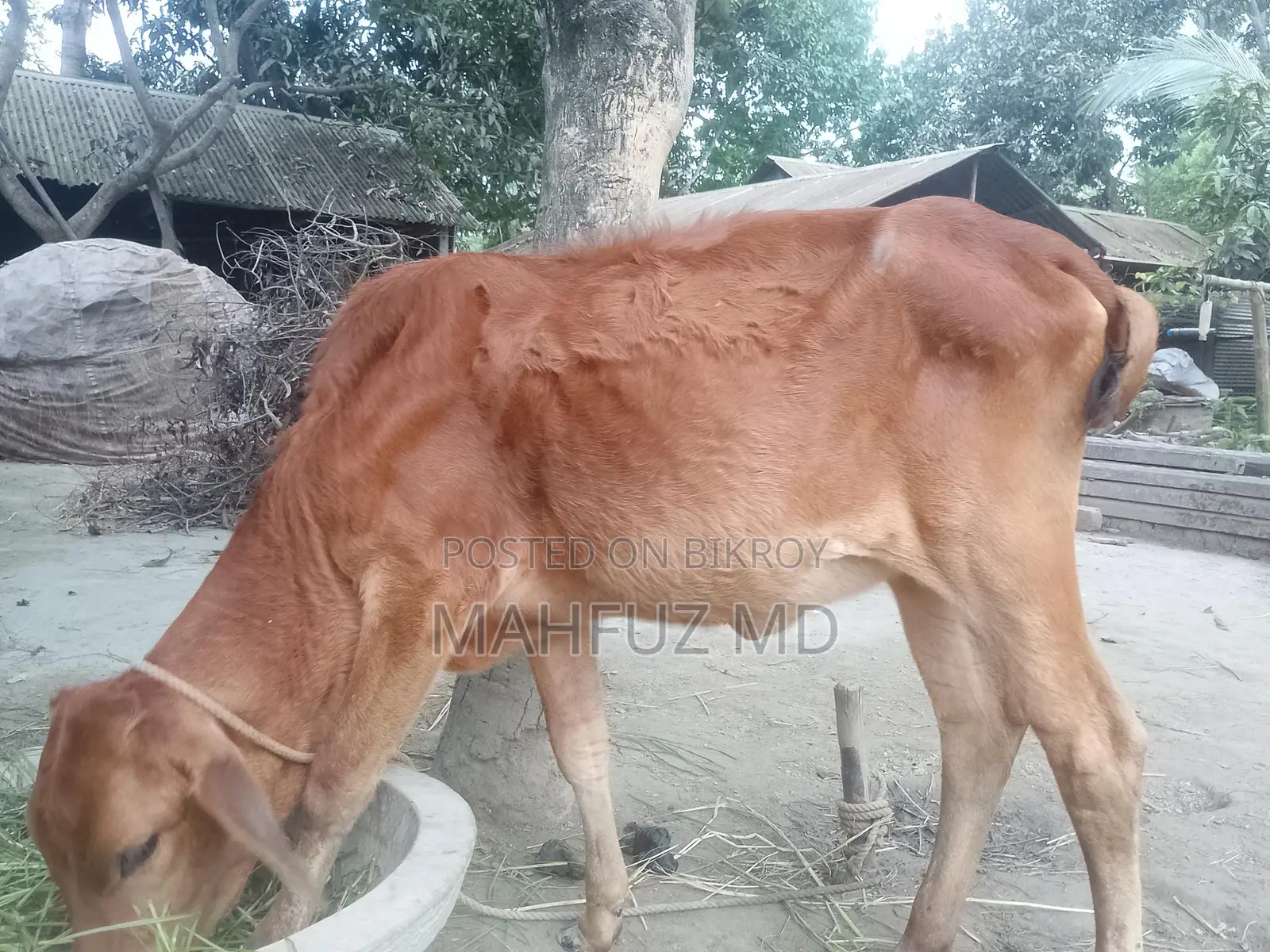 দেশি শিল্পী বাছুর