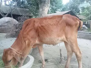 দেশি শিল্পী বাছুর