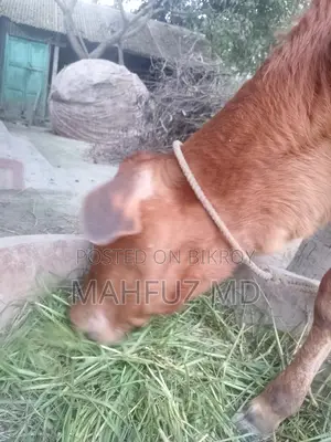 দেশি শিল্পী বাছুর